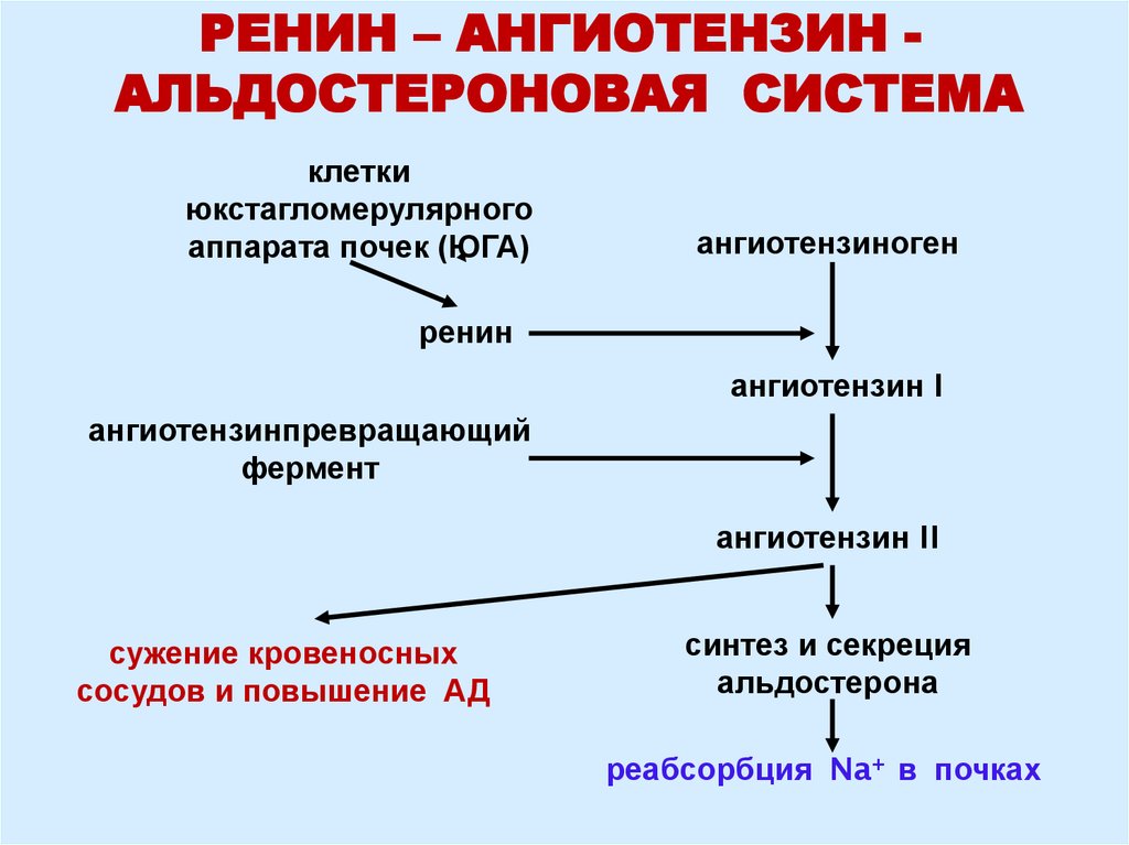 Натрий участие в обмене веществ. Ренин-ангиотензин-альдостероновая система схема. Схема РААС биохимия. Регин ангиостеноз альдестеронавая система. Активация ренин-ангиотензин-альдостероновой системы.