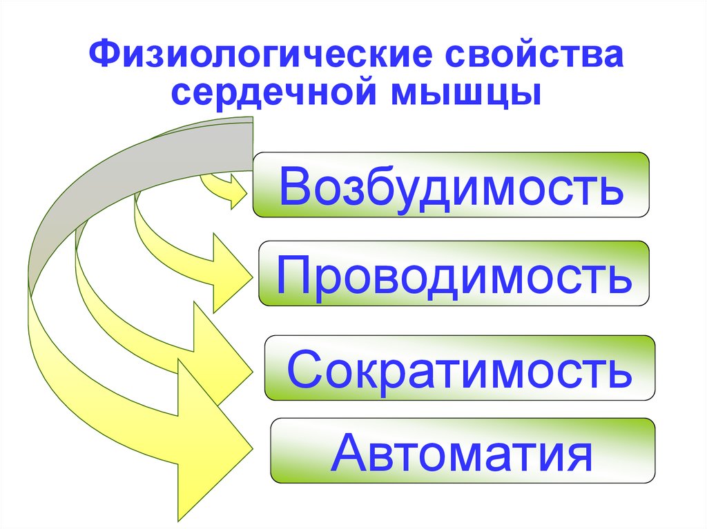 Свойства сердечной мышцы физиология презентация