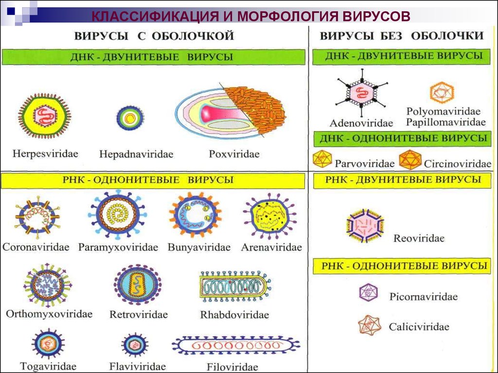 Характеристика вирусов и бактерий