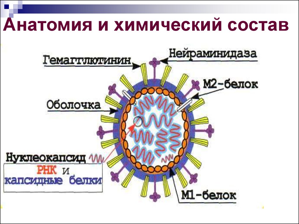Состав гриппа. Строение гриппа вируса м 2 белок. Схема строения вириона вируса гриппа. Структура вируса кори. Нуклеокапсид вируса это.