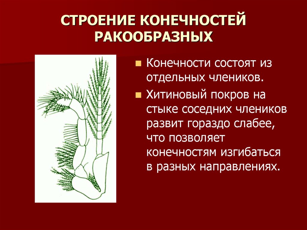 Строение конечностей. Строение конечностей ракообразных. Из чего состоят конечности ракообразных. Представители членистоногих ракообразные. Строение ракообразных членики.