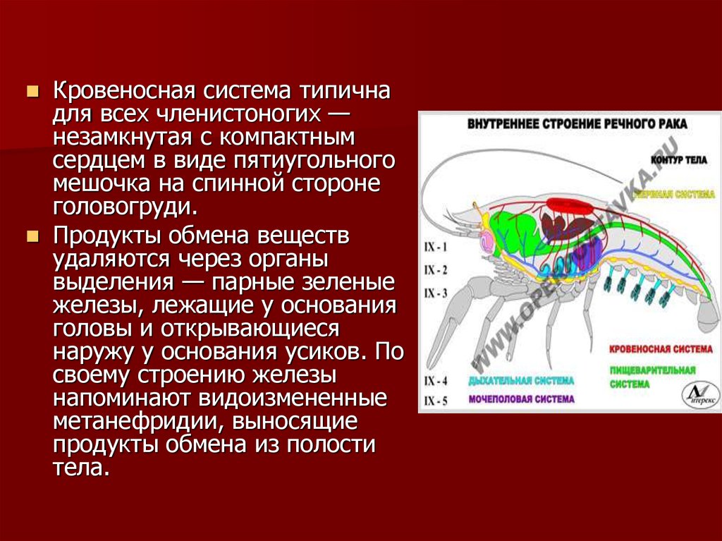 Кровеносная система членистоногих замкнутая