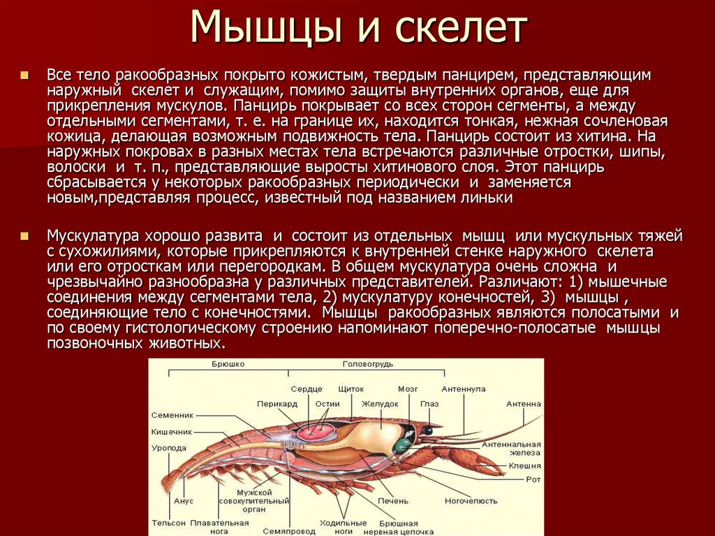 Значение слова тельсон