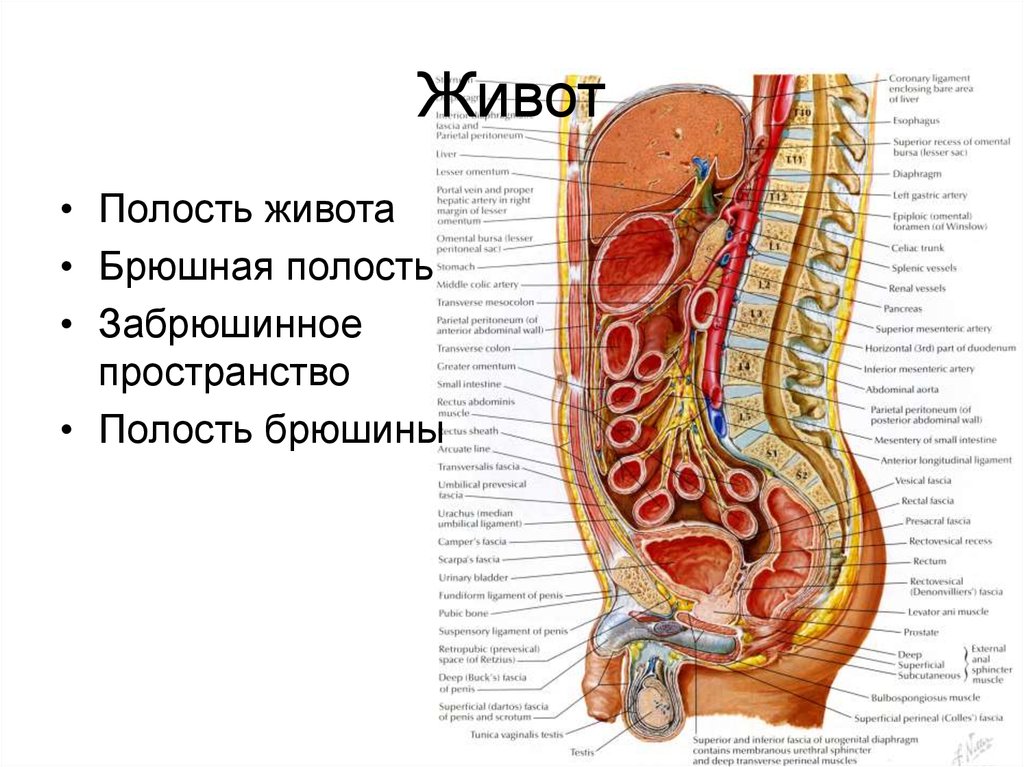 Строение мужчины внутренние органы фото. Анатомия брюшной полости мужчины. Анатомия человека брюшная полость мужчин. Брюшная стенка и внутренние органы. Схема расположения органов брюшной полости.