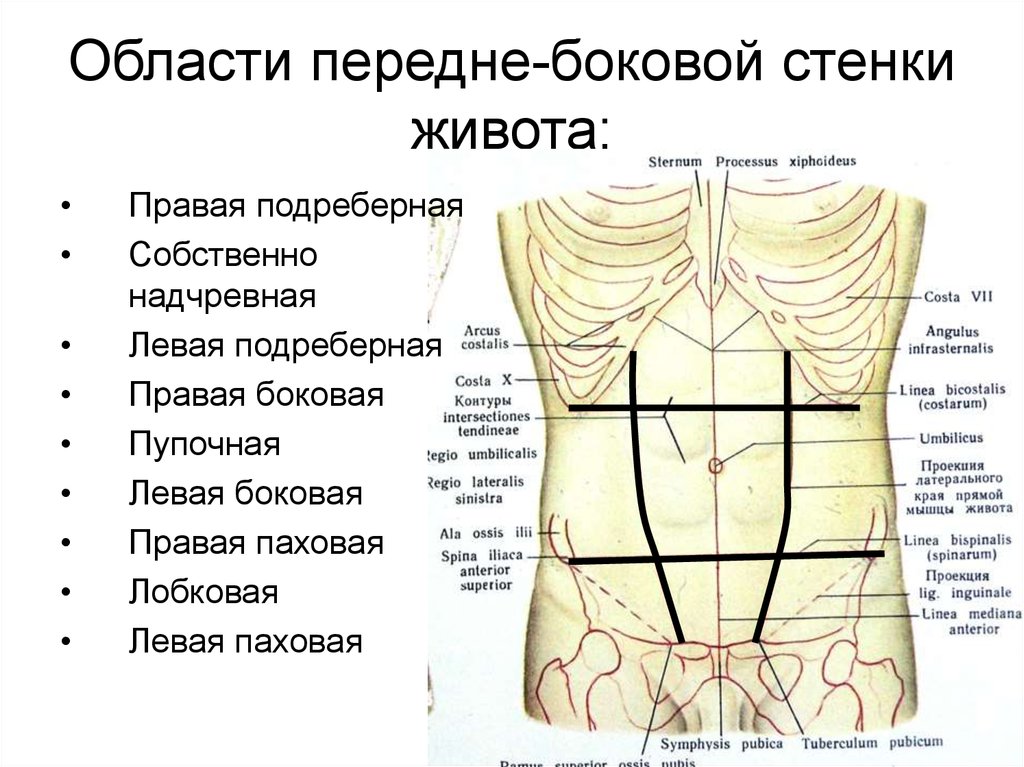 Эпигастрии справа. Топографическая анатомия передне-боковой брюшной стенки. Топографическая анатомия передней брюшной стенки отделы области. Топографическая анатомия переднебоковой стенки живота. Область пупка анатомия передней брюшной стенки.