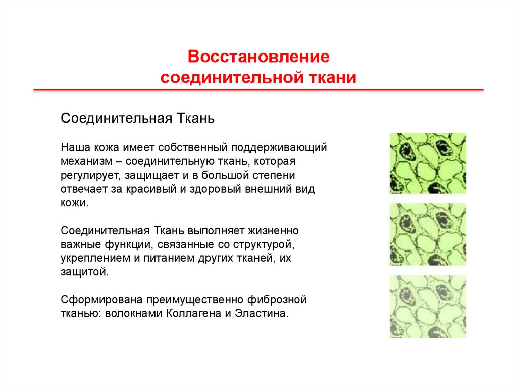 Восстановление тканей. Восстановление соединительной ткани. Регенерация соединительной ткани. Этапы регенерации соединительной ткани. Регенерация соед ткани.