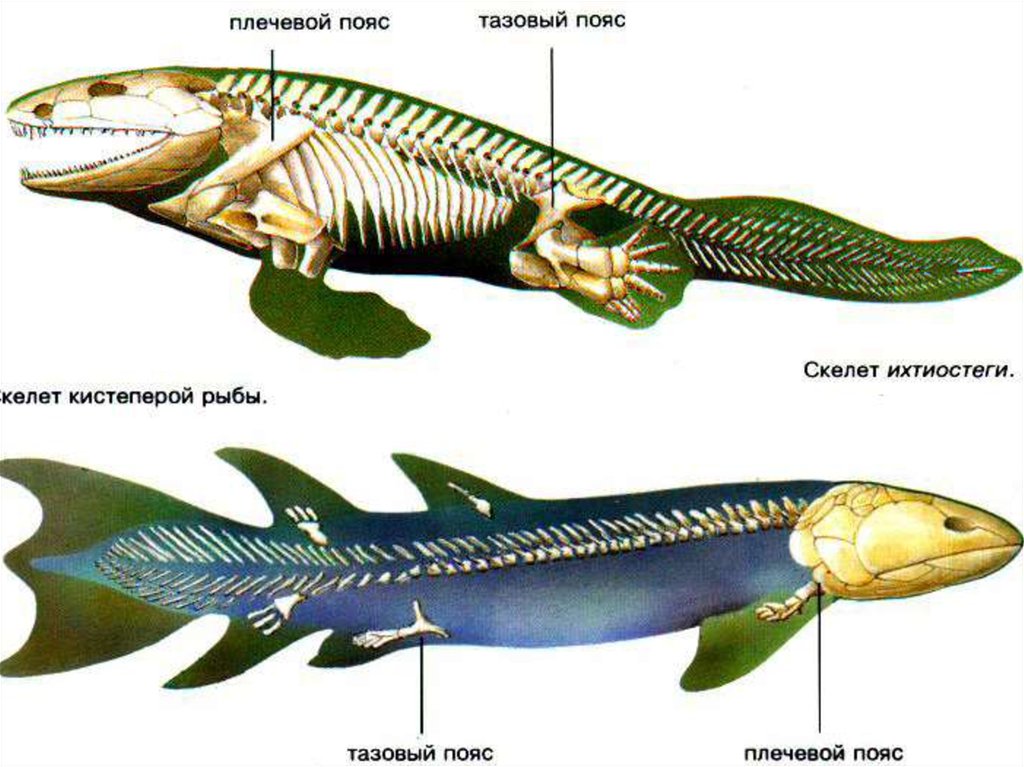 Появление челюстей у позвоночных. Скелет плавника латимерии. Кистеперая рыба Латимерия скелет. Ихтиостега скелет. Двоякодышащие рыбы строение скелета.