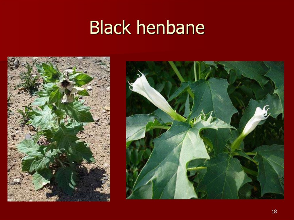 Black henbane