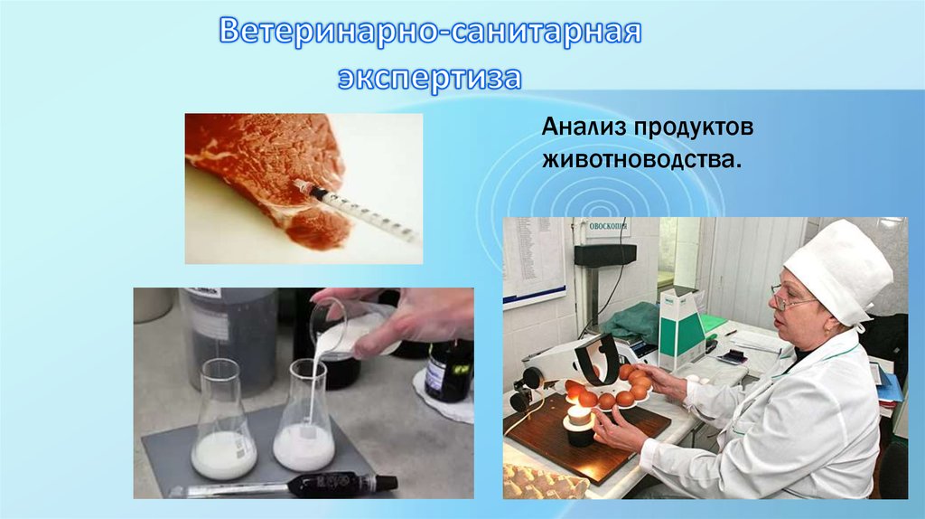 Ветеринарно-санитарная экспертиза