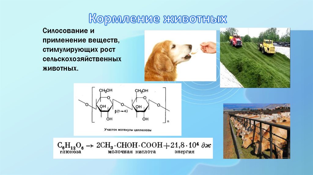 Кормление животных