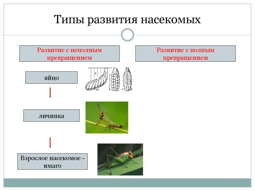 Схема типы развития животных