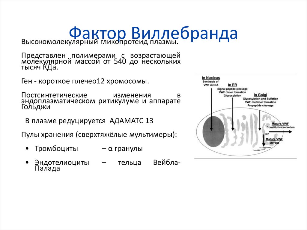 Фактор виллебранда это