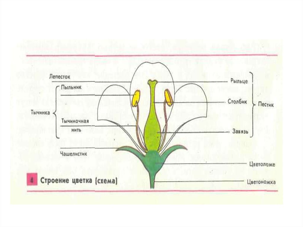 Схема цветковых. Чашелистик у орхидеи есть ли.