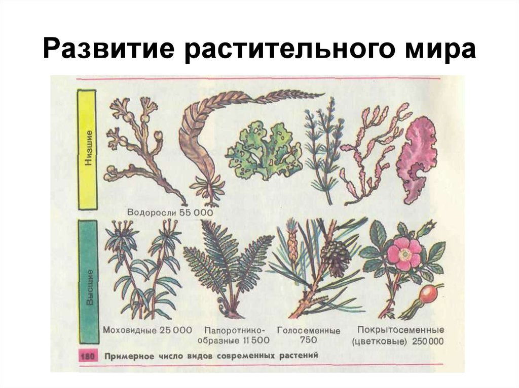 Эволюция цветка покрытосеменных