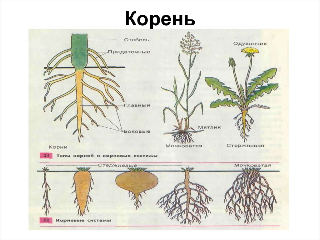 Разные корни. Корни растений. Корни 14 17