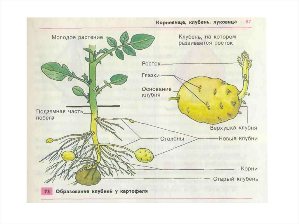 Клубень картофеля на раннем этапе своего развития. Образование клубней у картофеля 6 класс биология. Части растения у клубня. Строение клубня картофеля. Клубни растений строение.