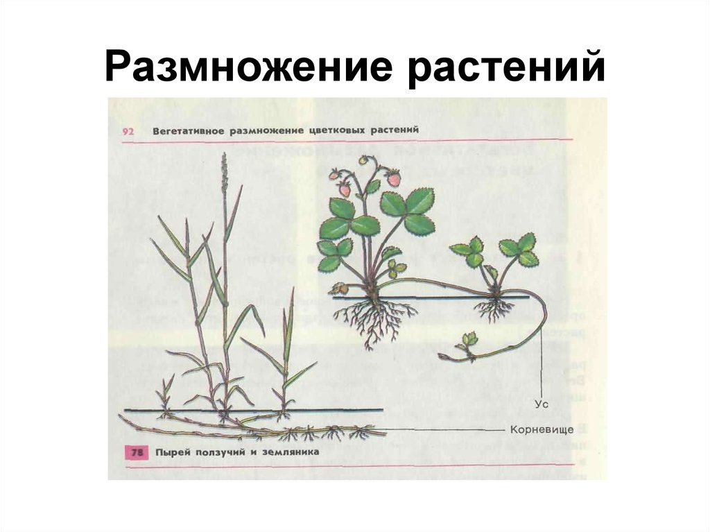 Пример размножения у цветковых растений