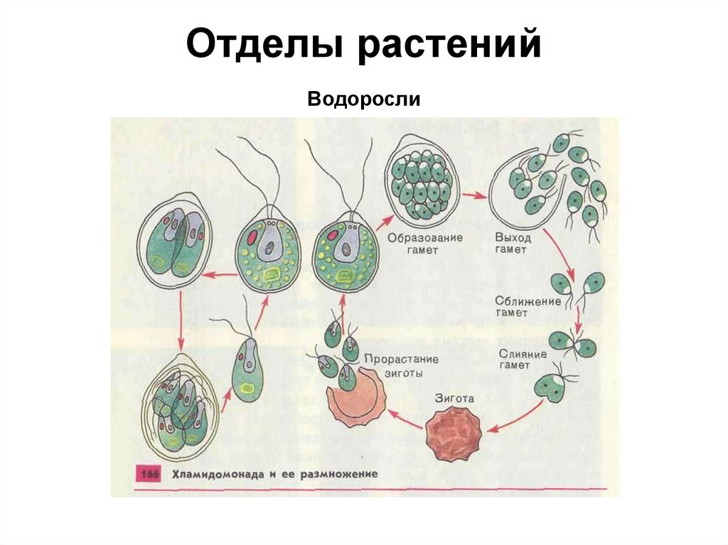 Схема жизненного цикла растения гаметы. Образование зиготы у расте. Зигота у водорослей. Деление зиготы растений. Водоросли размножение зигота и гаметы.