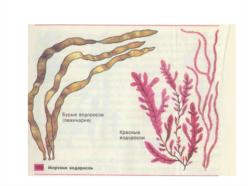 Бурые водоросли прикрепляются. Морские бурые и красные водоросли. Пигменты бурых водорослей. Ламинария слоевища. Красные водоросли ламинария.
