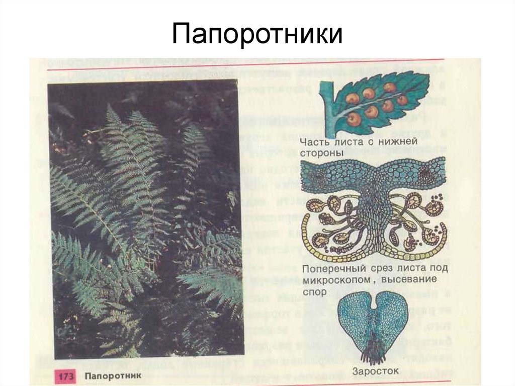 Рассмотрите изображение растений порфира пестрая щитовник мужской хлорелла подпишите их названия