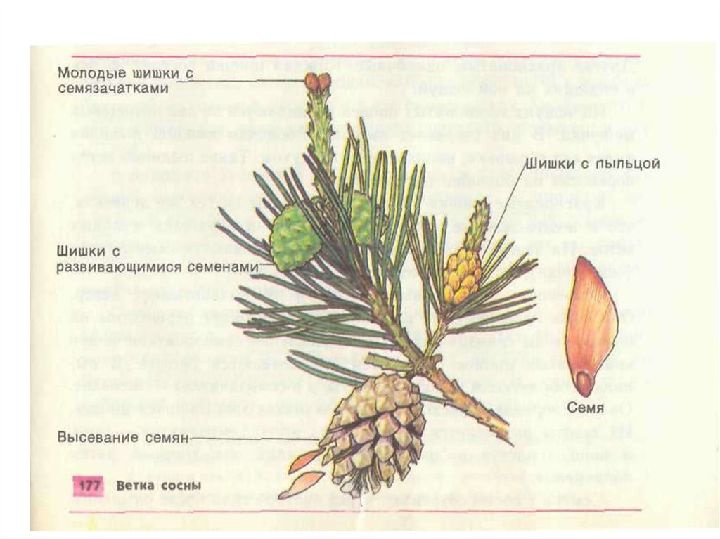 Побег сосны рисунок