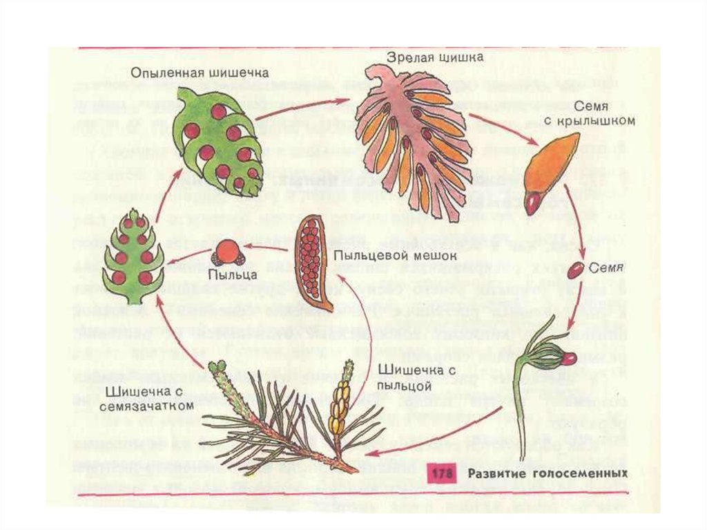 Покрытосеменные имеют семена. Развитие цветкового растения. Цикл развития цветкового растения схема. Рост цветкового растения. Рисунки клеток цветкового растения и мха.