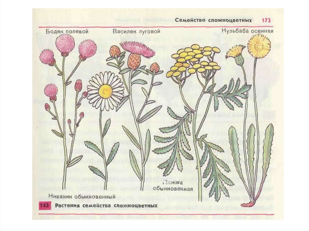 Род сложноцветных. Сложноцветные дикорастущие растения. Схема сложноцветных растений. Культурные Сложноцветные растения. Семейство Сложноцветные схема.