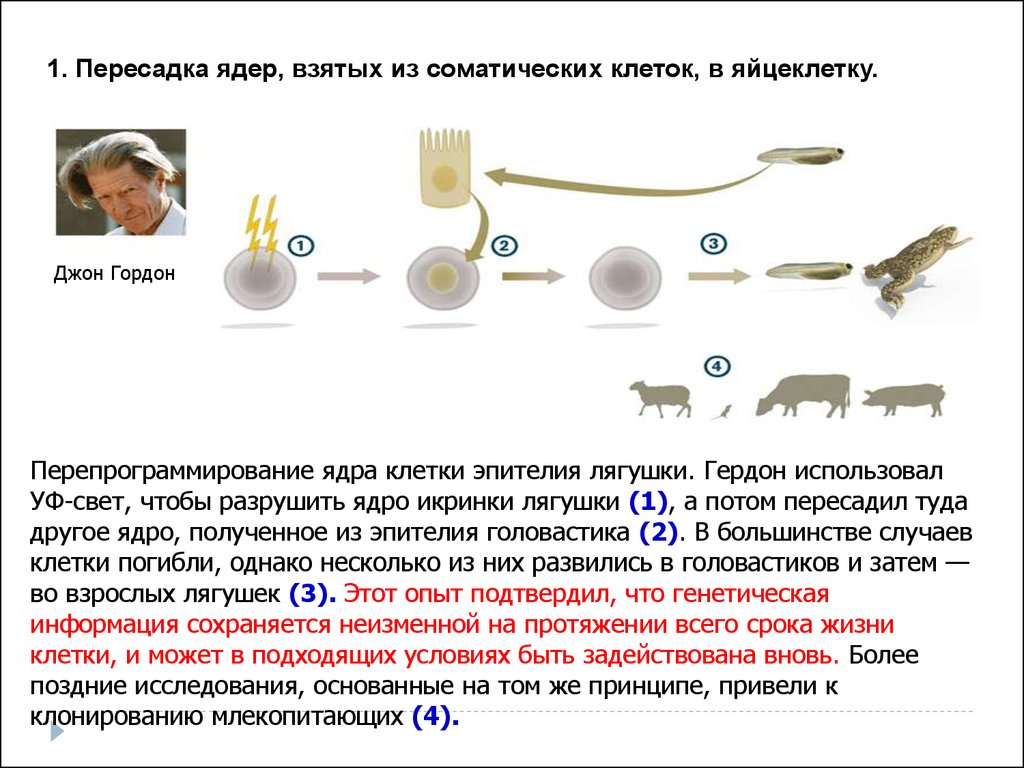 Предлагать способ пересадки. Гердон клонирование лягушки. Метод пересадки ядер клонирование. Пересадка ядер соматических клеток в яйцеклетку. Опыт Гердона.