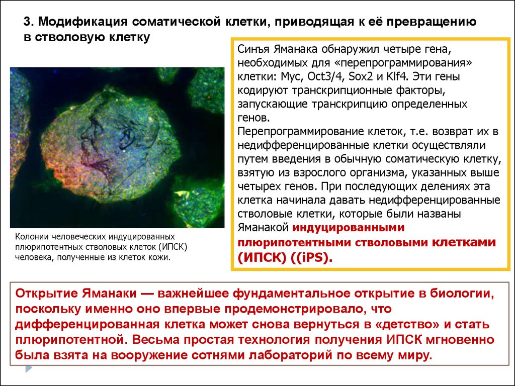Которые приводят клетки в. Слияние соматических клеток с плюрипотентными стволовыми клетками. Индуцированные стволовые клетки. Геном человека соматические клетки человек. Трансформация стволовых клеток.