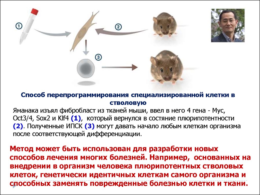 Специализированная клетка. Клетки Яманаки. Перепрограммирование стволовых клеток. Способы перепрограммирования клеток. Факторы Яманаки.