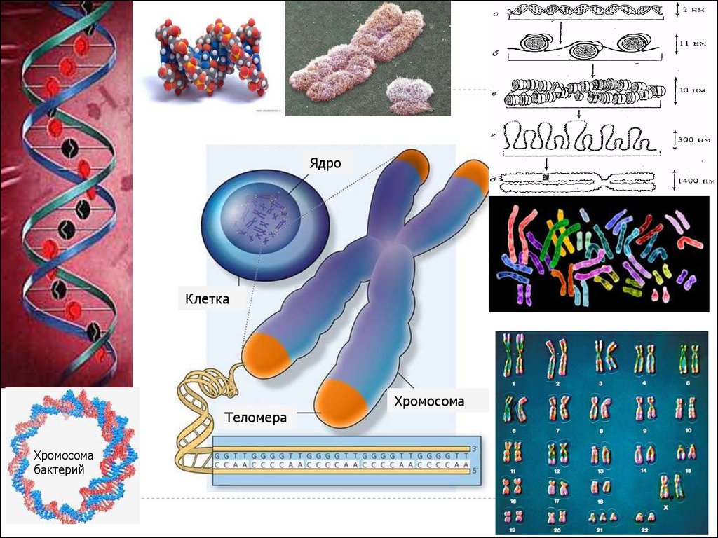 Хромосомы живых клеток. Строение хромосомы теломеры. Ген это в биологии. Гены это в биологии.