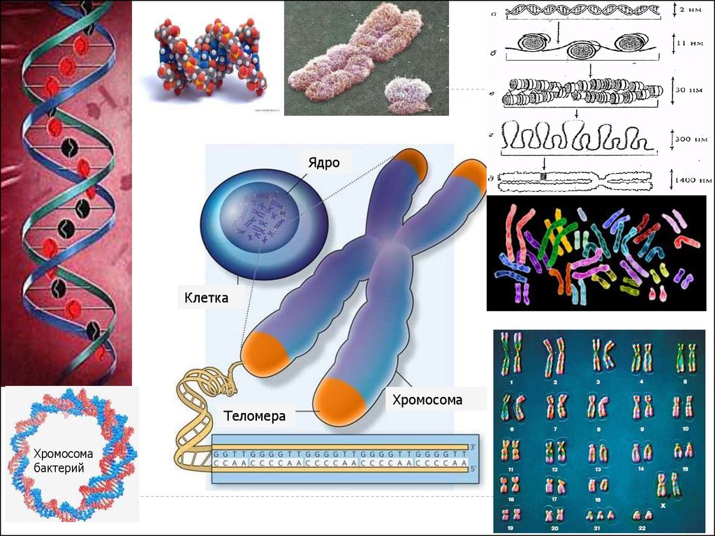 Клеточные хромосомы. Бактериальная хромосома. Хромосома бактерий. Молекулярная биология Гена. Хромосома бактериальной клетки.