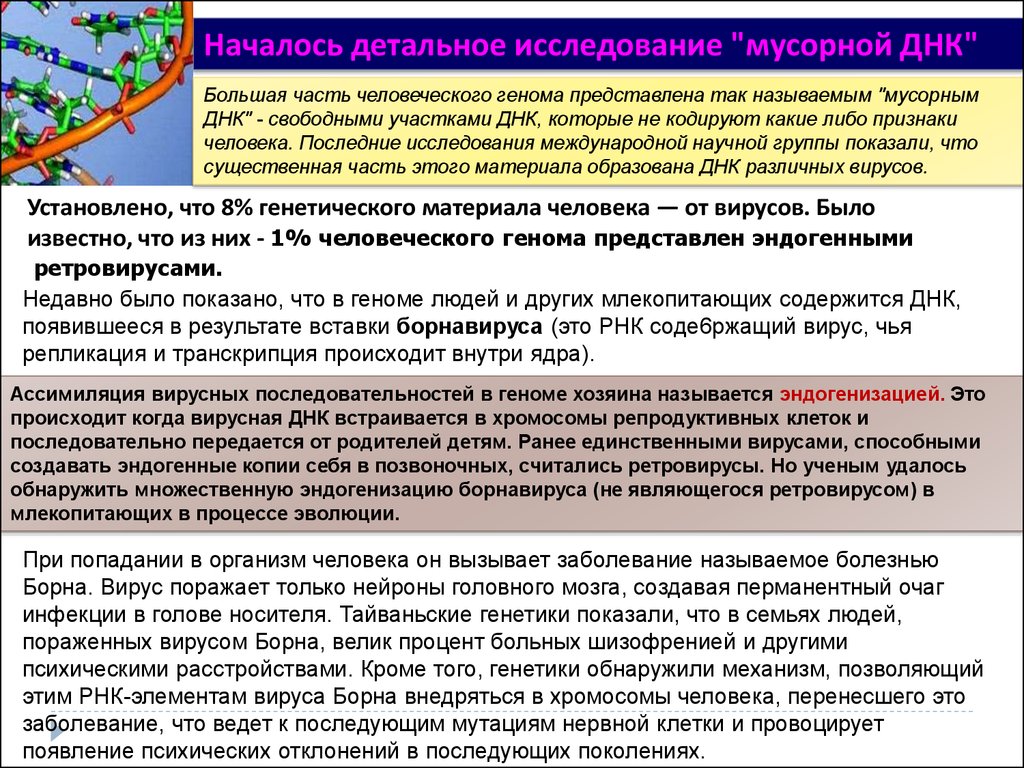 При расшифровке генома картофеля было установлено 20. Мусорная ДНК. Мусорная ДНК человека. Функция мусорной ДНК. Репликация вирусного генома.