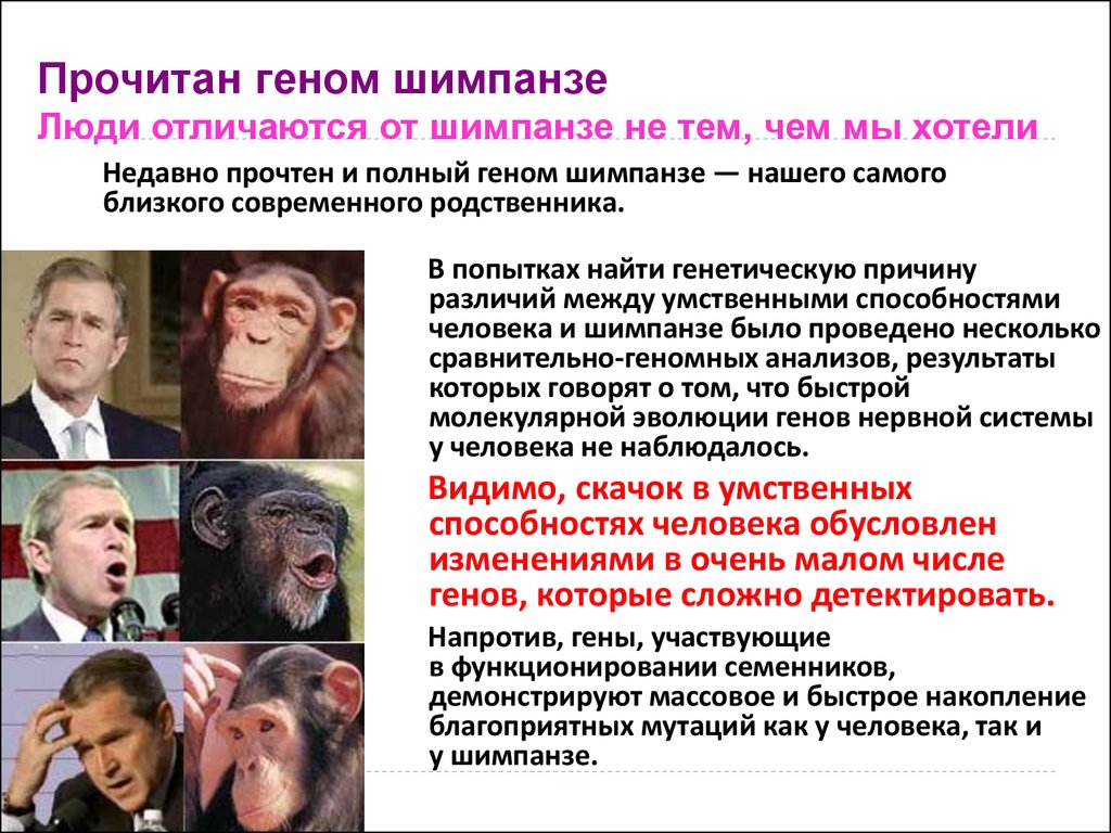 Шимпанзе отличается от человека. Геном человека и шимпанзе. Гены человека и обезьяны. Гены человека и шимпанзе. Геном человека и геном обезьяны.