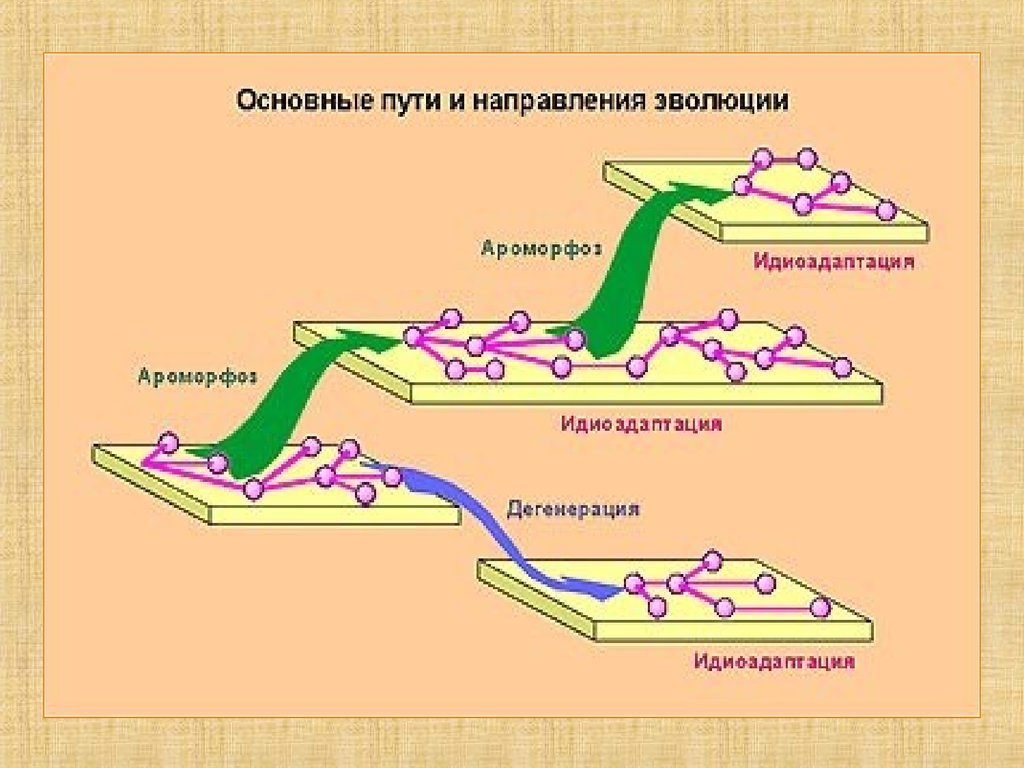 Картинка ароморфоз идиоадаптация