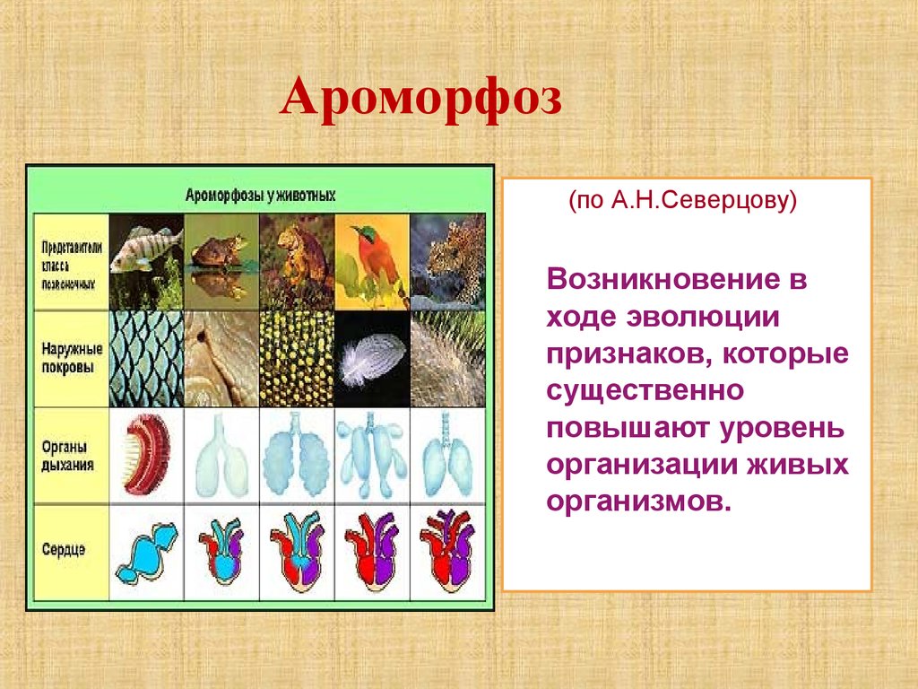 Эволюция природы при повышенном. Ароморфоз. Роморфозов. Аромоваза. Ароморфозы животных.