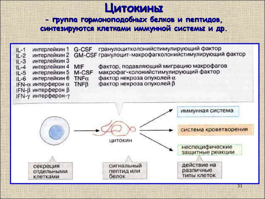 Иммунный ответ белки. Механизм действия цитокинов. Синтез цитокинов. Группы цитокинов. Цитокины клеточного иммунитета.