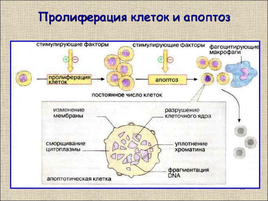 Пролиферация это простыми словами. Механизмы клеточной пролиферации. Пролиферация типы клеток. Механизм пролиферации клеток. Клеточная пролиферация гистология.