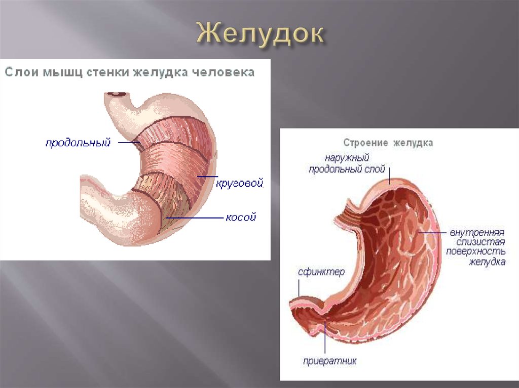 Для слизистой оболочки желудка характерно наличие. Слои стенки желудка анатомия. Строение желудка анатомия. Стенки желудка человека.