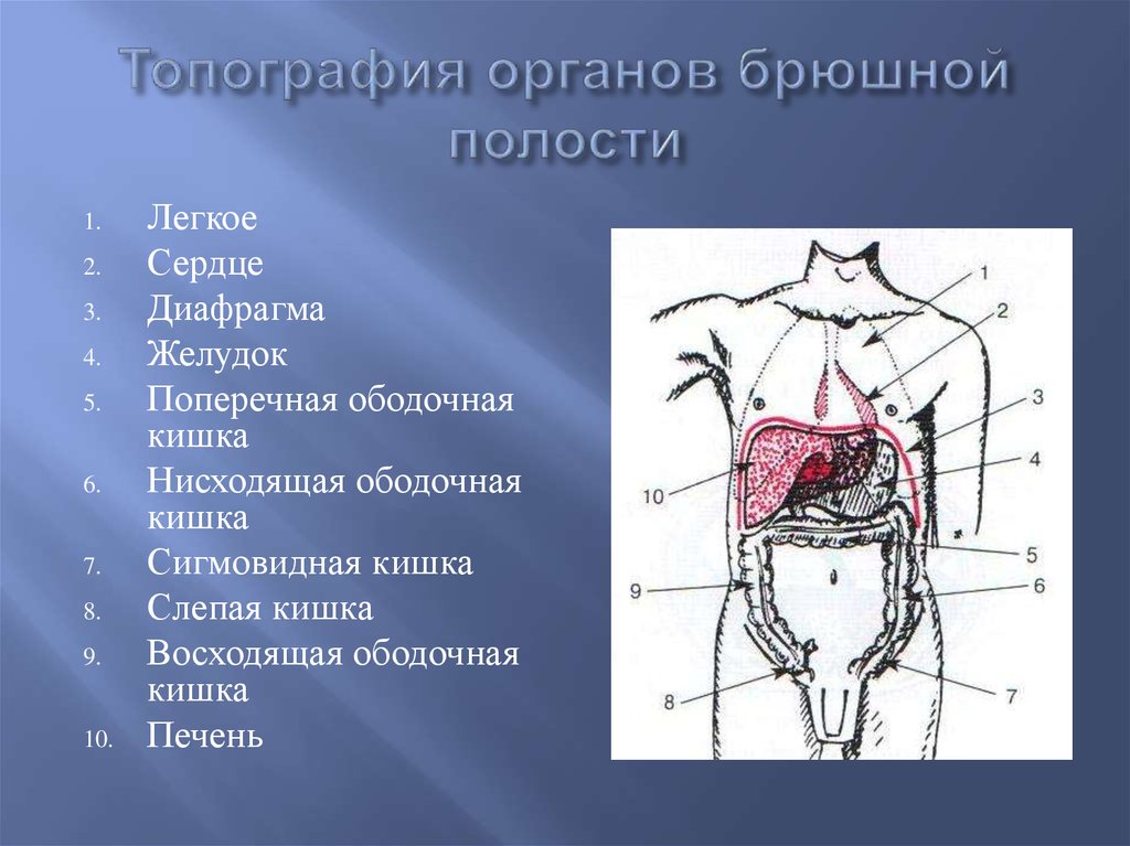 Области живота 12. Области брюшной полости и органы. Топография органов брюшной полости. Топографическая анатомия органов брюшной полости. Топография органов брюшной полостт.