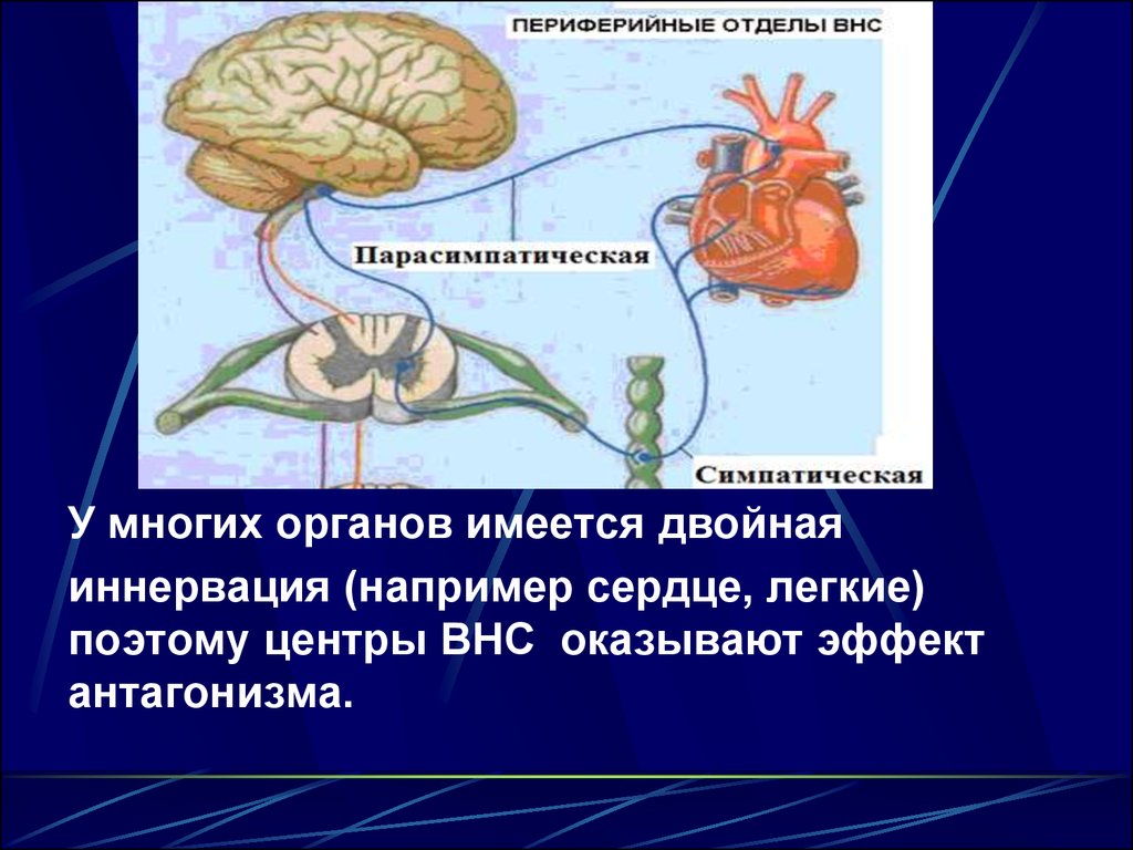 Внс физиология презентация