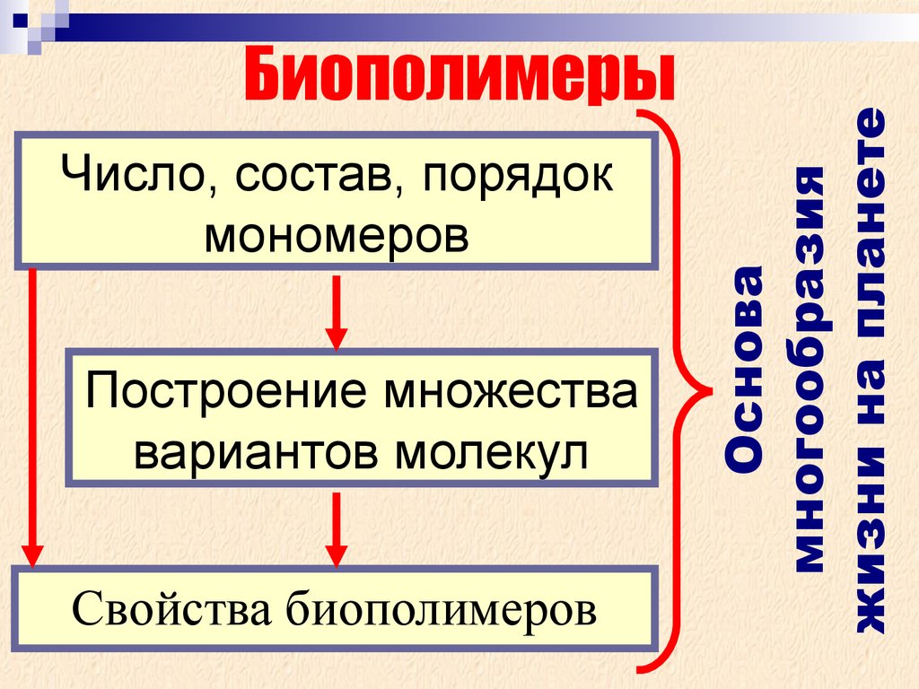 Биополимеры биология презентация