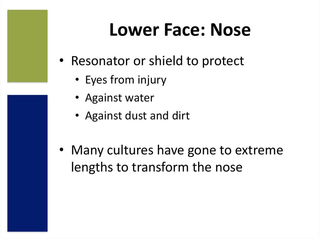 Lower Face: Nose