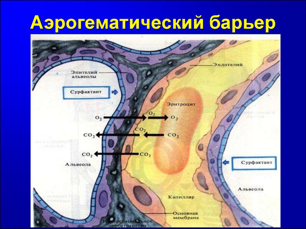 Схема строения аэрогематического барьера