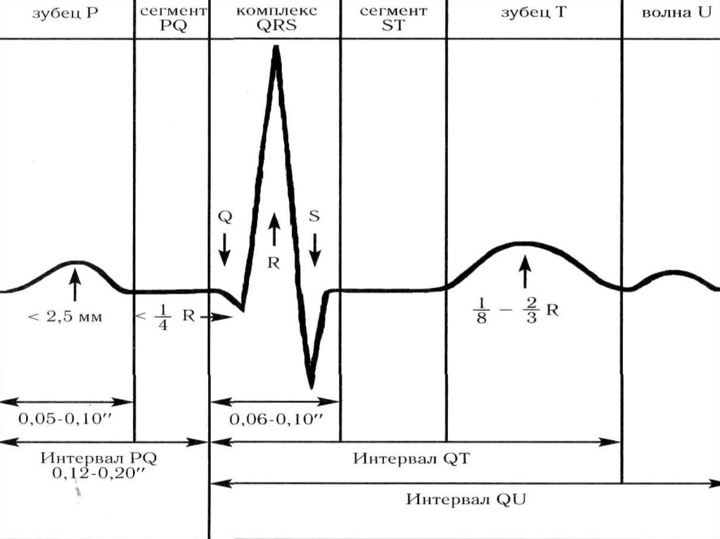 Сегменты экг. Компоненты ЭКГ И их нормальные величины. Рис. 4. компоненты ЭКГ И их нормальные величины.. . Компоненты ЭКГ зубцы. Интервал сегмент зубцы комплекс это.