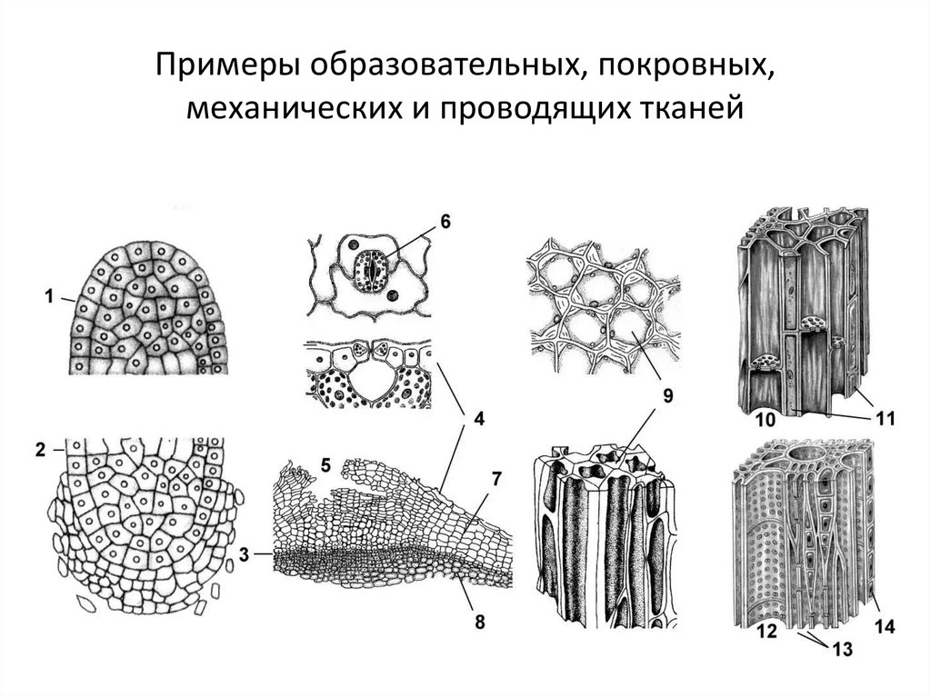 Какой тип растительной ткани представлен на рисунке образовательная покровная проводящая основная