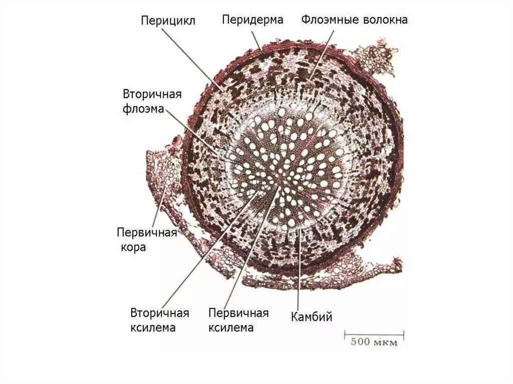 Поперечные срезы стебля и корня. Строение корня на поперечном срезе. Структура поперечного среза корня. Анатомия растений строение корня срез. Первичное строение корня двудольного.