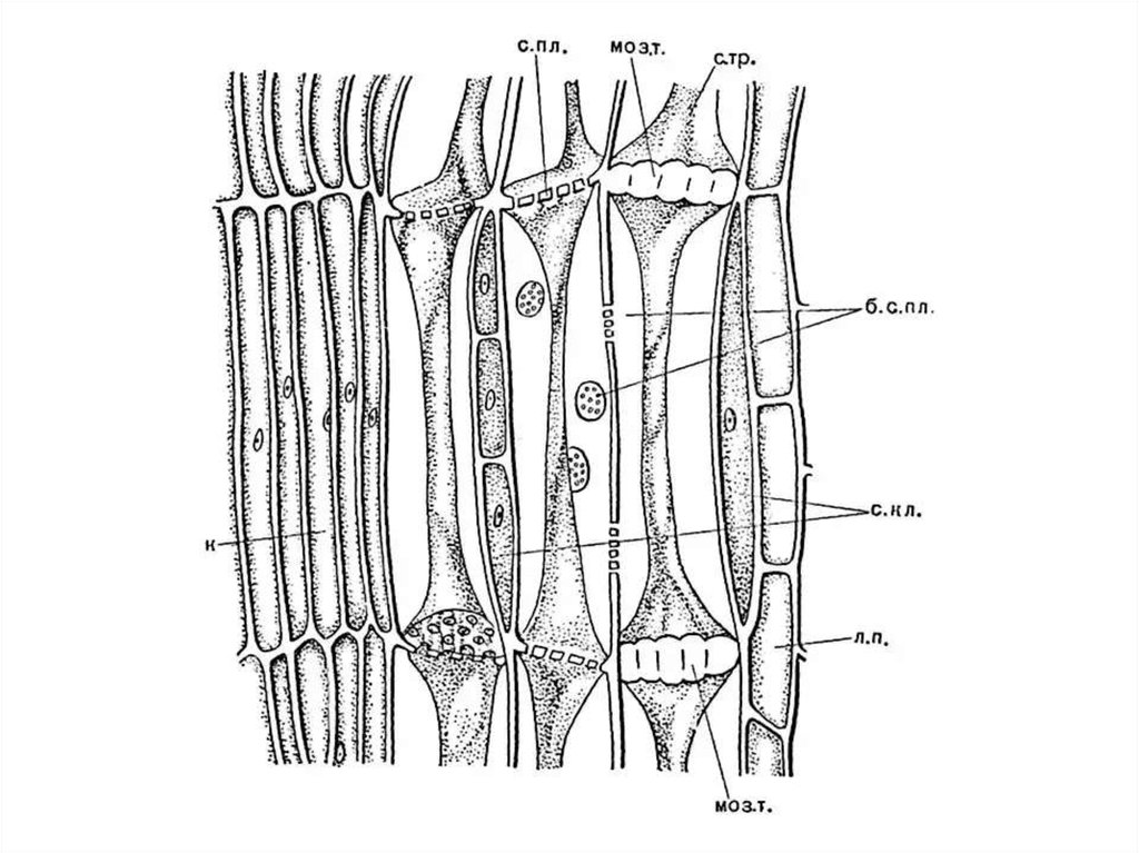 Ксилема флоэма рисунок
