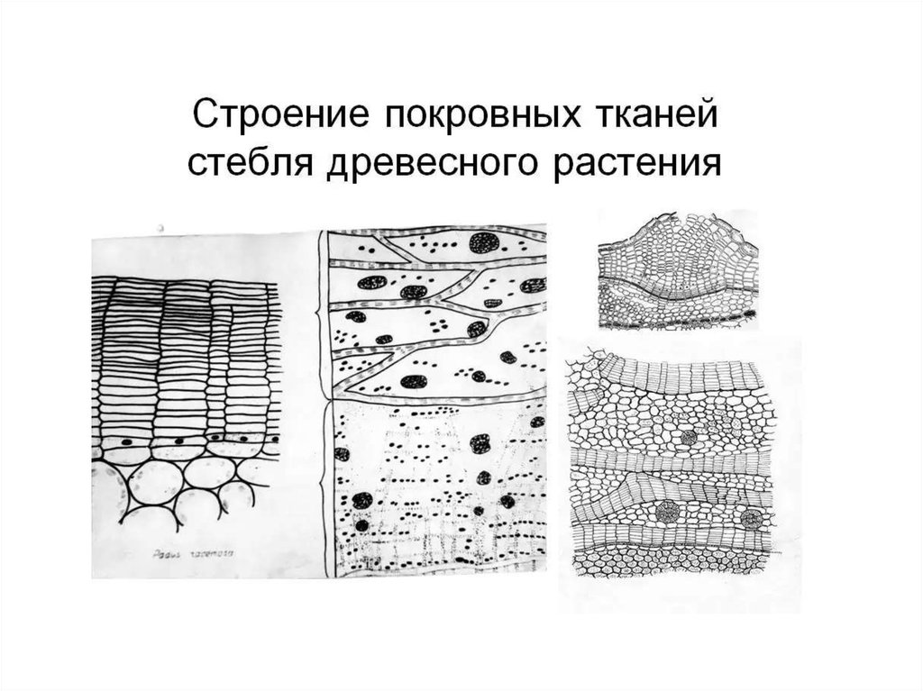 Покровная ткань стебля. Покровная ткань строение рисунок. Схема строения покровной ткани. Строение покровной ткани растений. Покровная ткань растений рисунок.