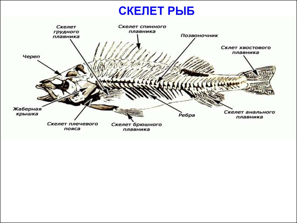 Внутренний скелет костной рыбы. Внутреннее строение рыбы скелет. Опорно двигательная система рыб схема. Строение скелета костистой рыбы. Строение скелета костных рыб.